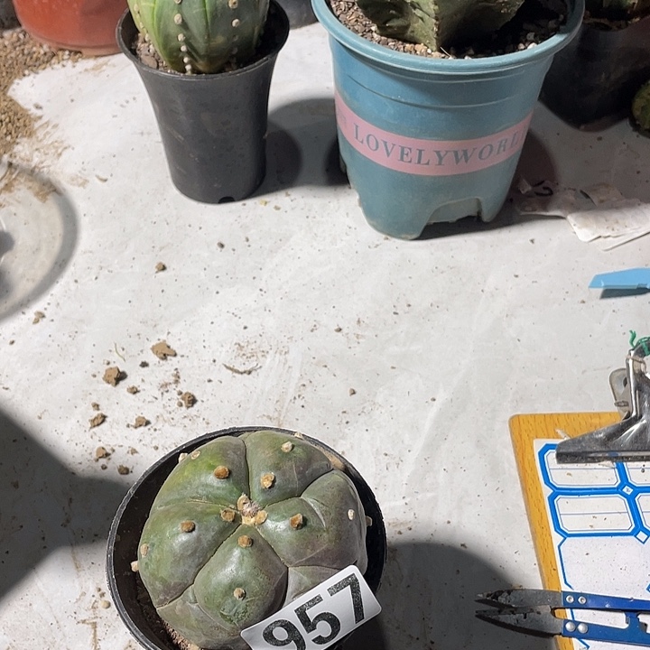 窦锦仙人球落地无根957号