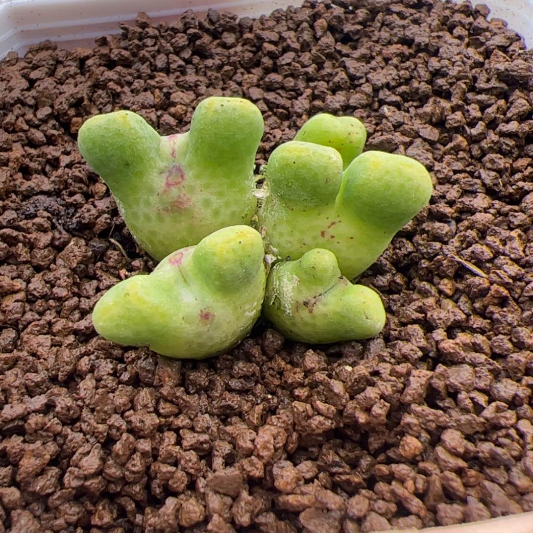 154号鹿角斑马2.25多肉