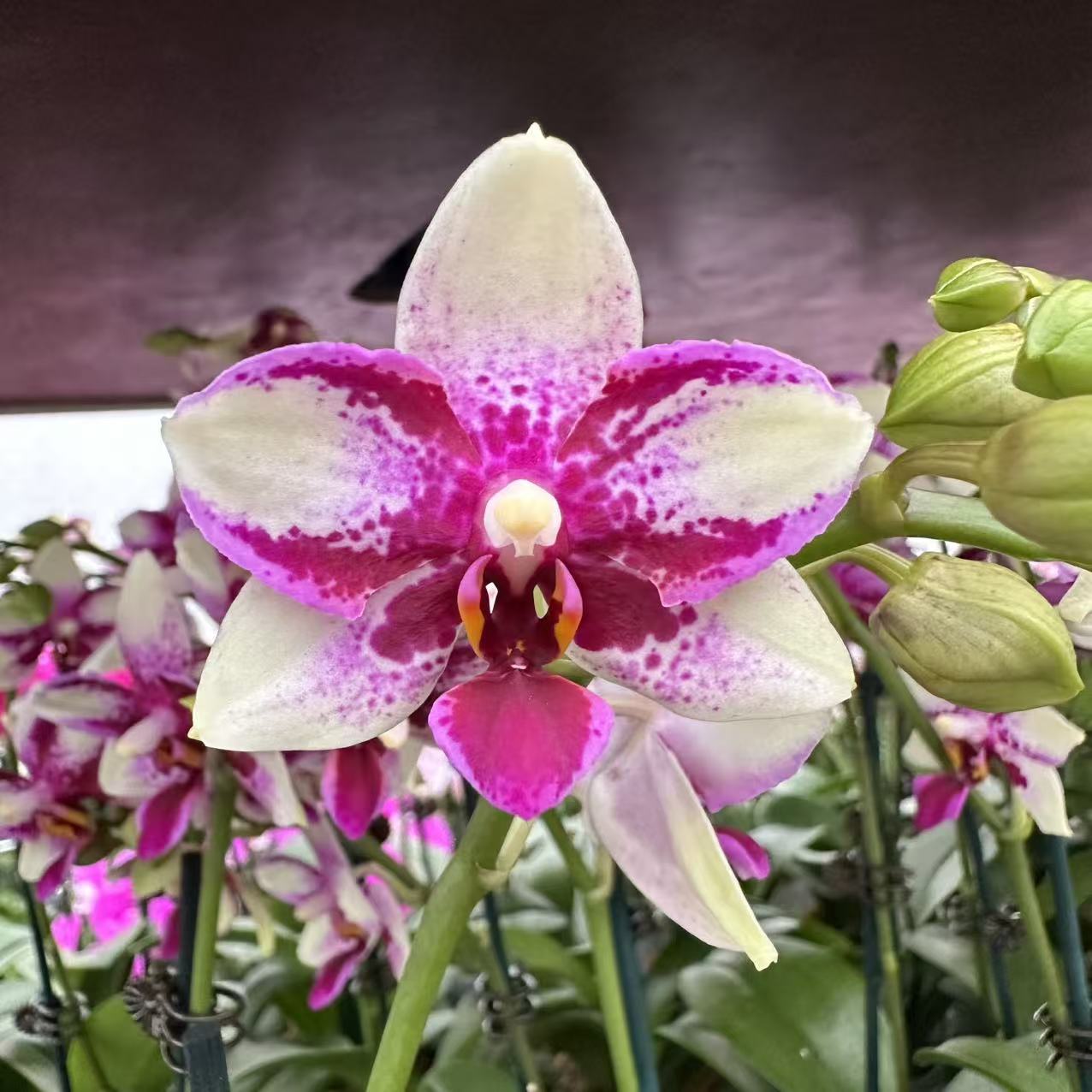 蝴蝶兰【紫钻】高端花卉 客厅美观 基地直发