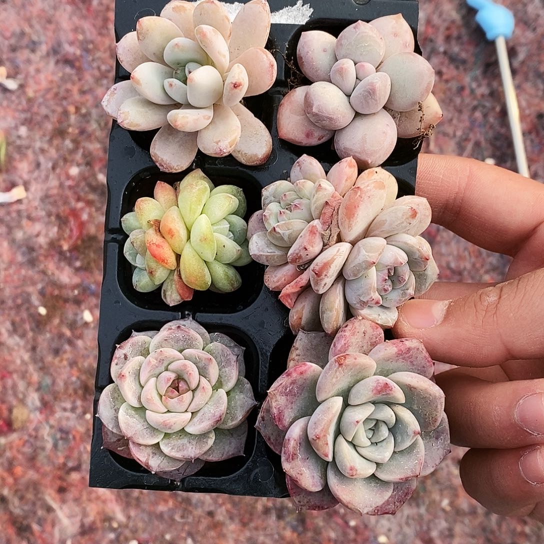 一物一拍组合盘 六颗