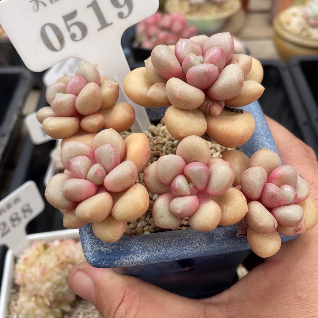 0519先锋派不带盆12厘米