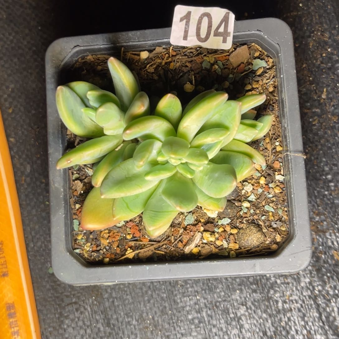 多肉植物海洋之歌缀104