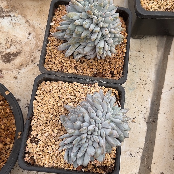 橙龙群生缀化多肉