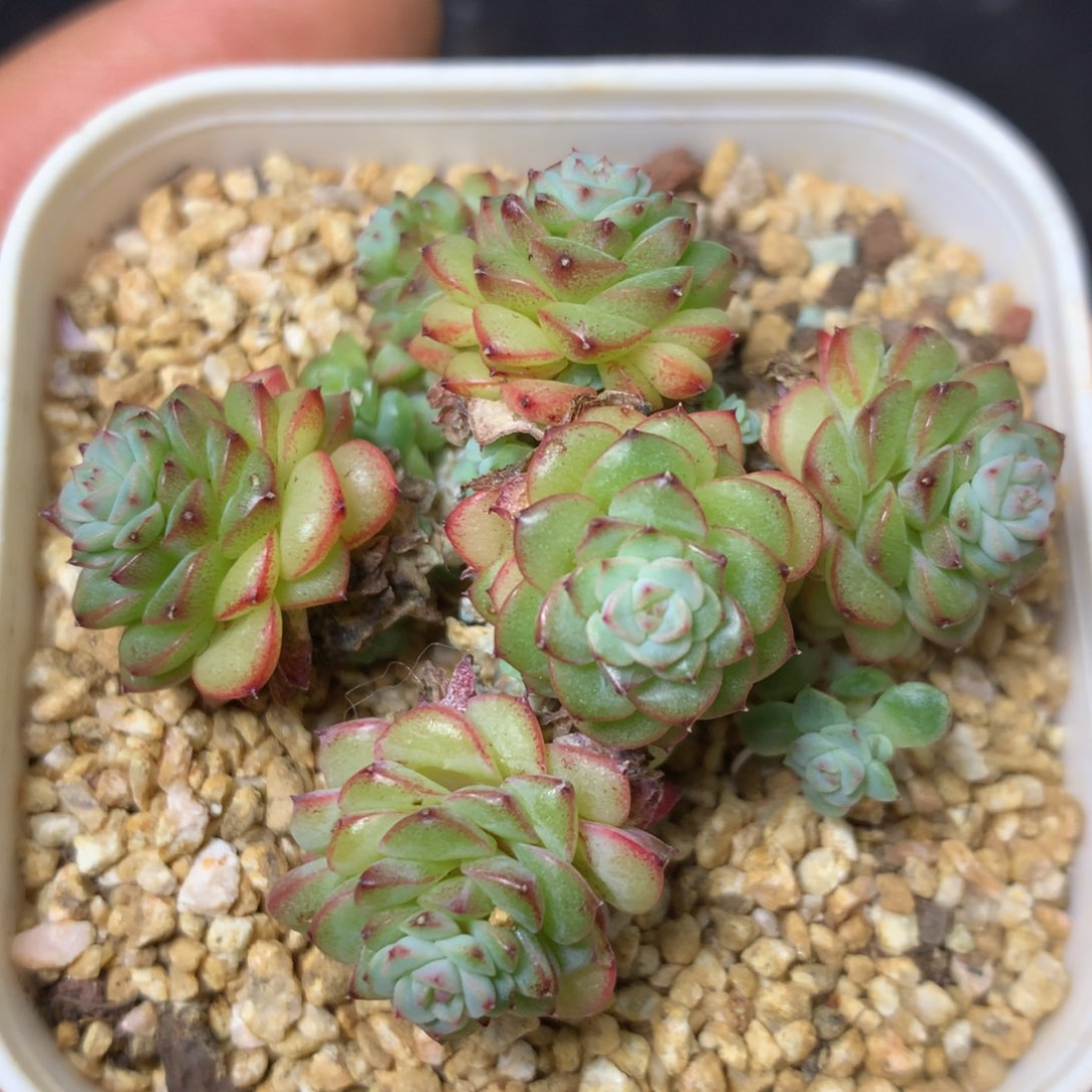 29 精品多肉一物一拍