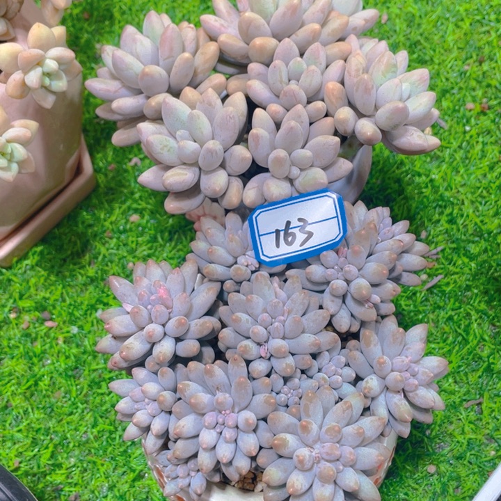 谢谢你的支持000000163