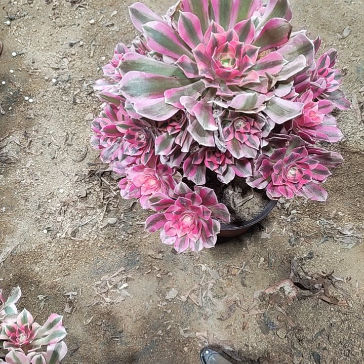 18女巫法师的故事是这样