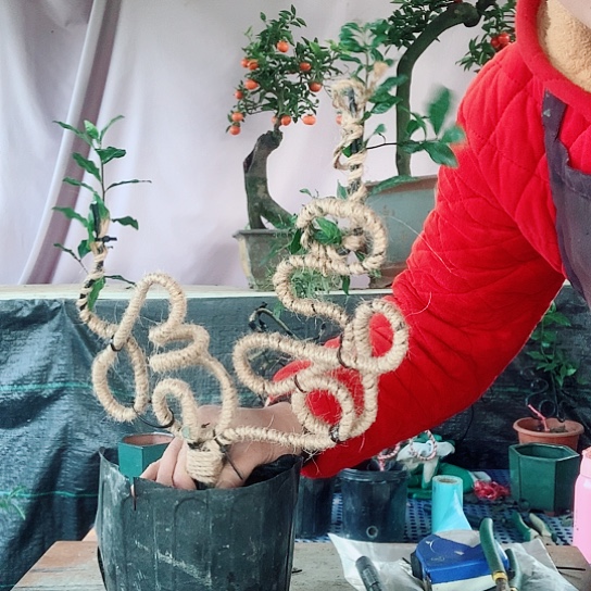 无花朵金弹子福寿。 