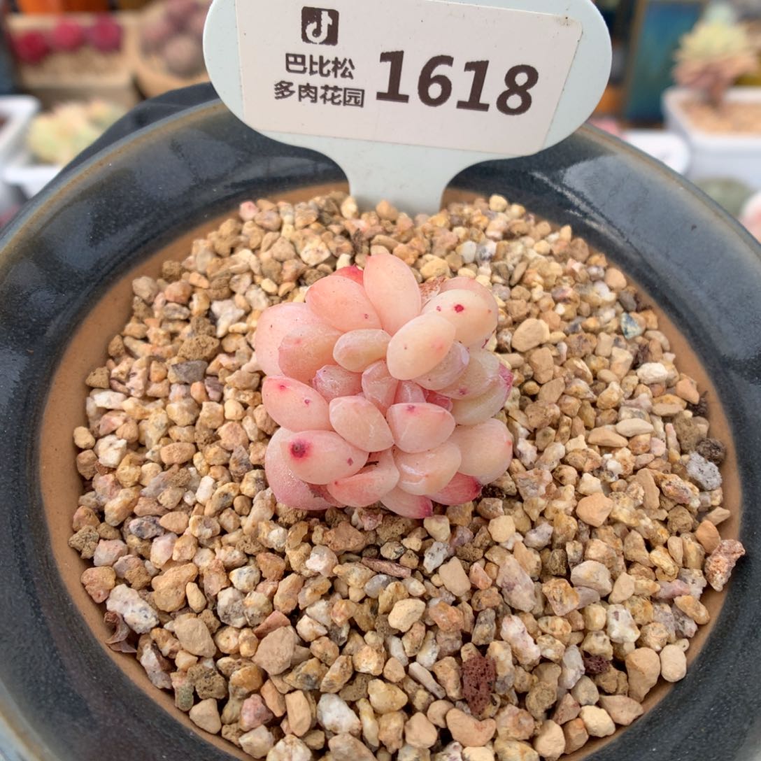 .1618 冰玉缀多肉