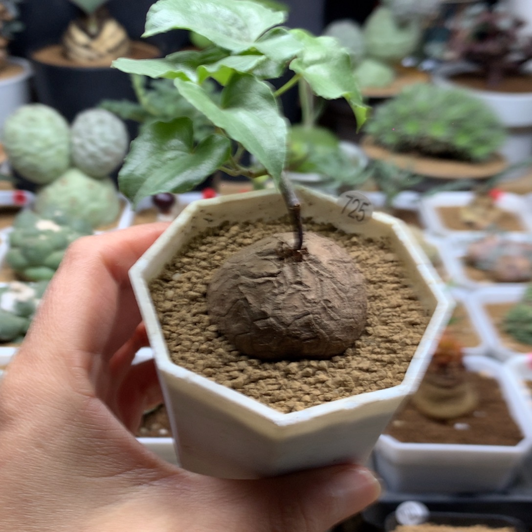 一***哥南非龟甲龙带盆多肉