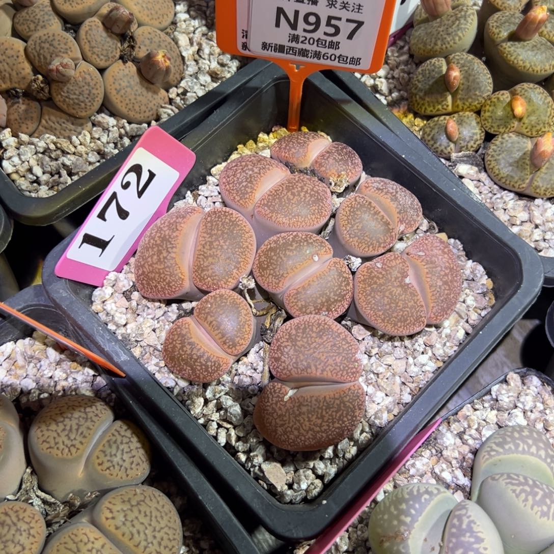 957 一物一拍，默认有伤，介意勿拍，不退不换