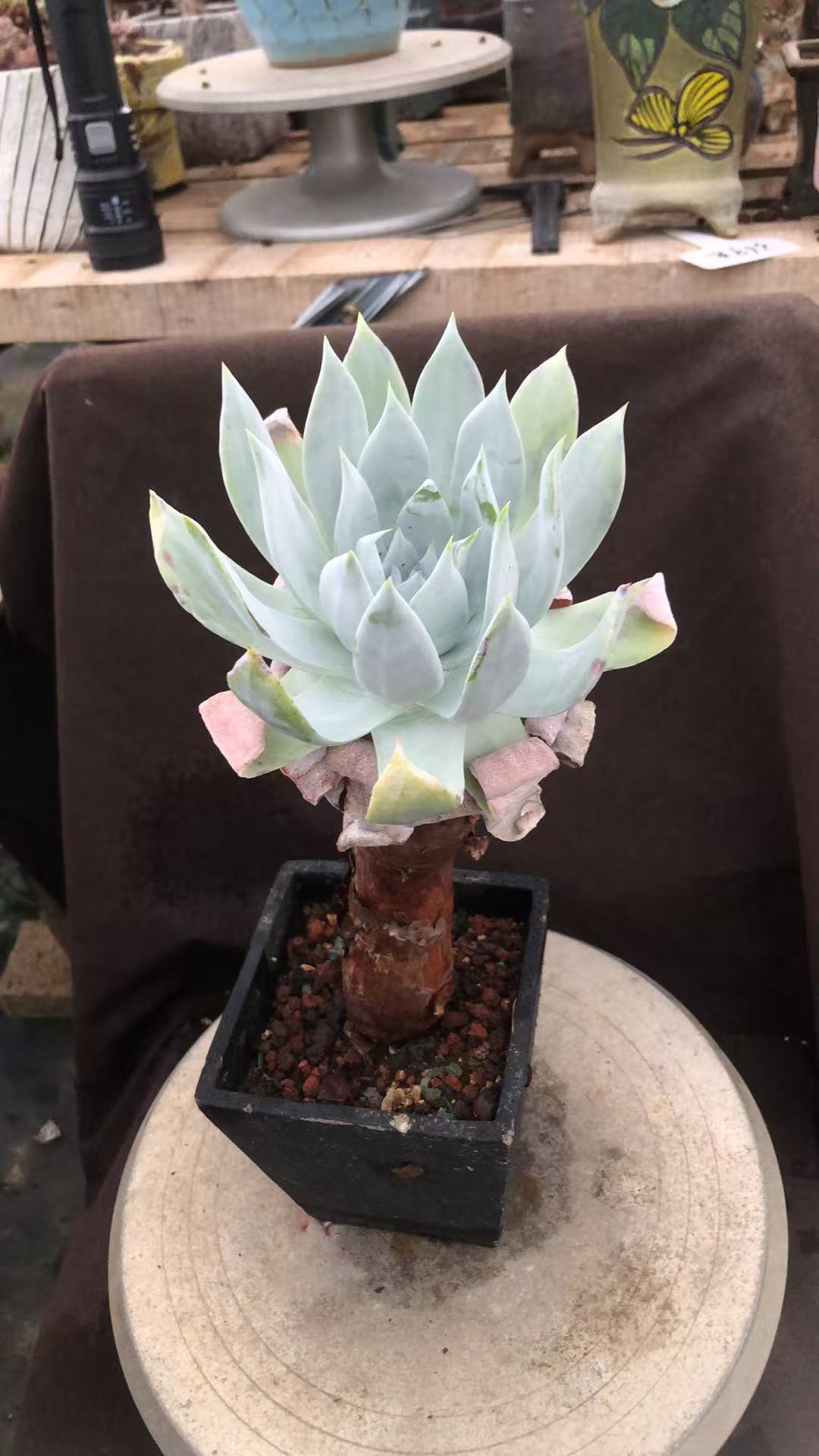 多肉植物雪山高桩粗桩 一枝独秀 