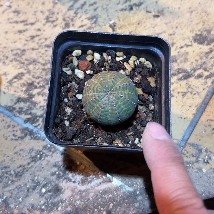 满38包邮2天凑单，脱土晾根发货多肉植物自根布纹球