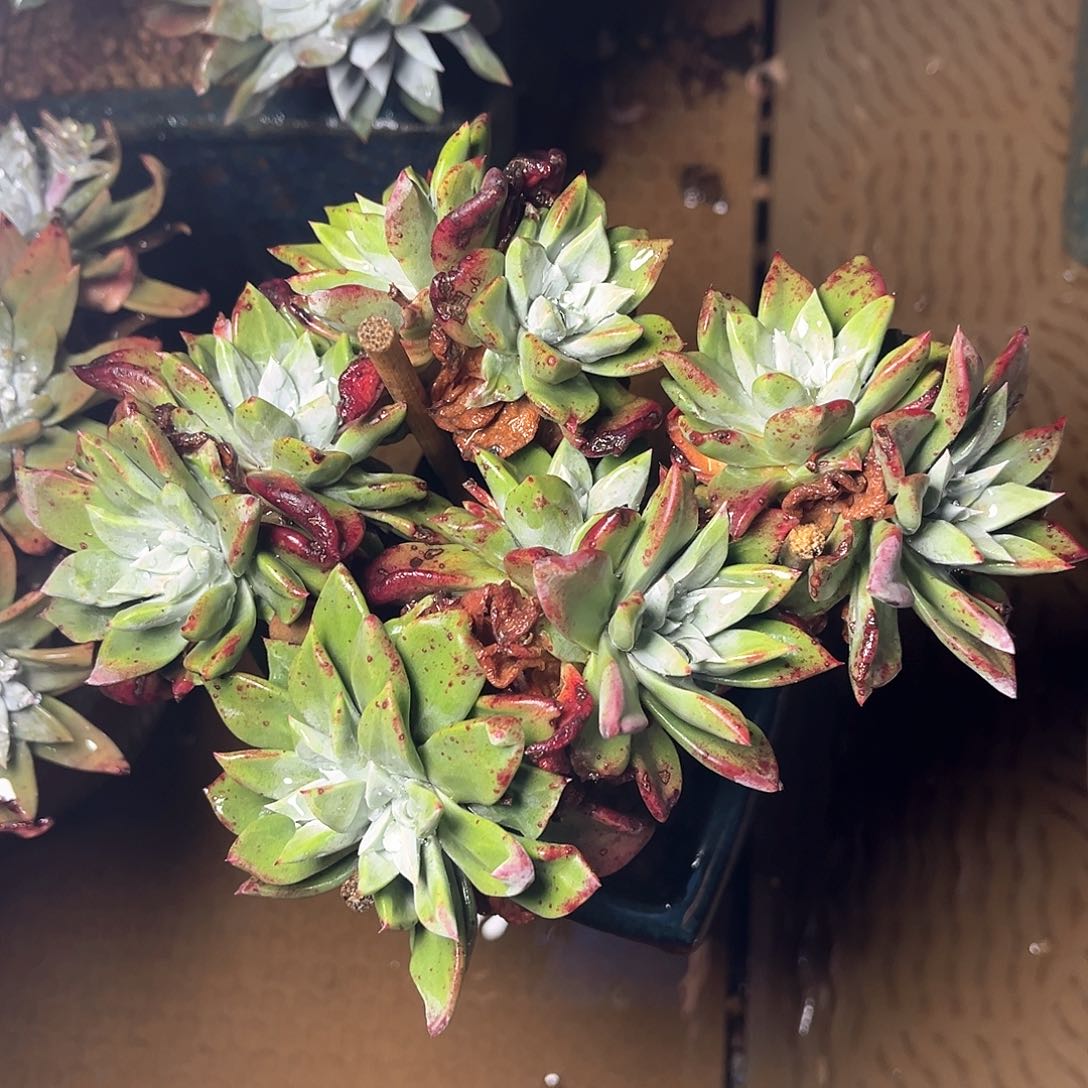 10头苹果叶老桩带盆
