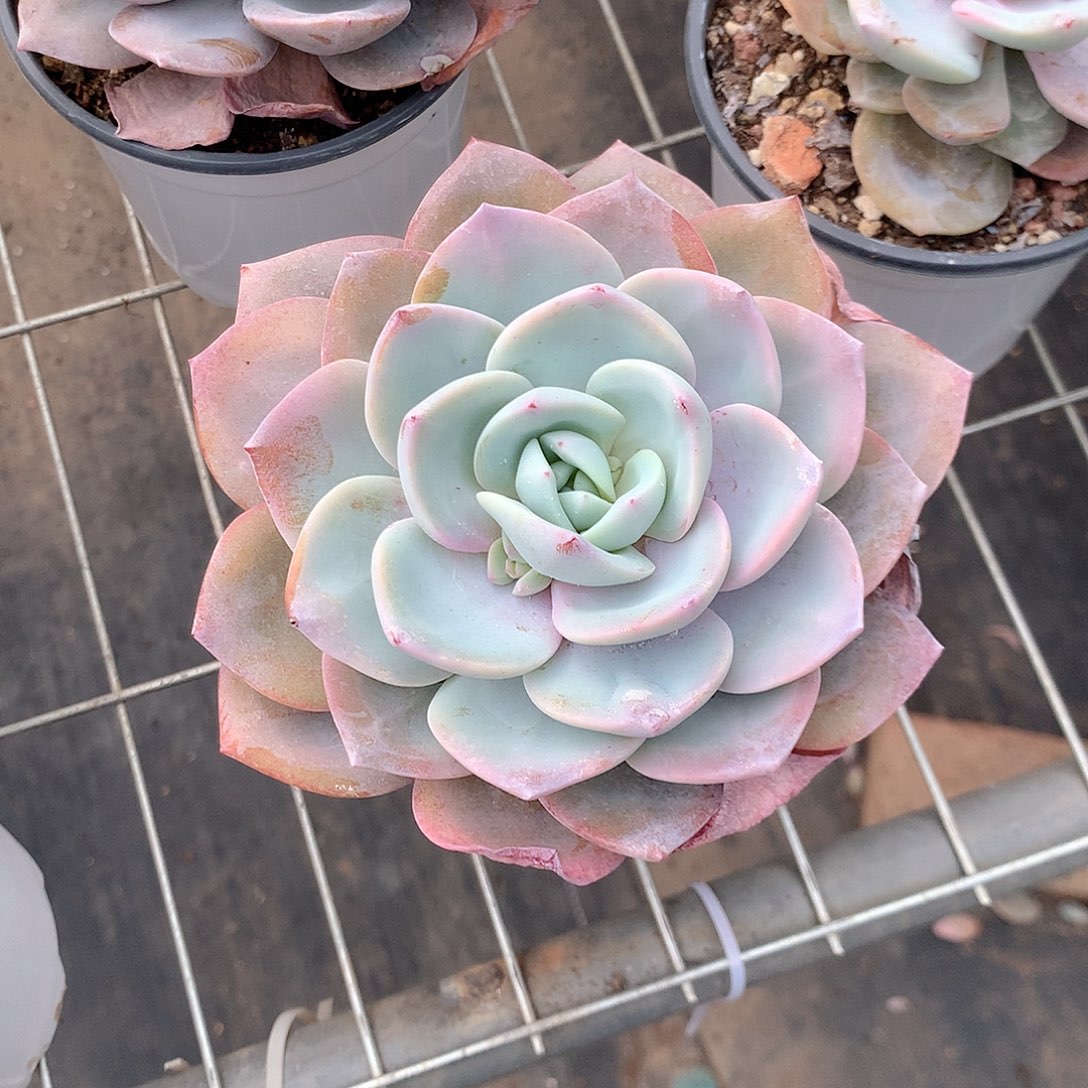 多肉植物老桩多肉植物老桩