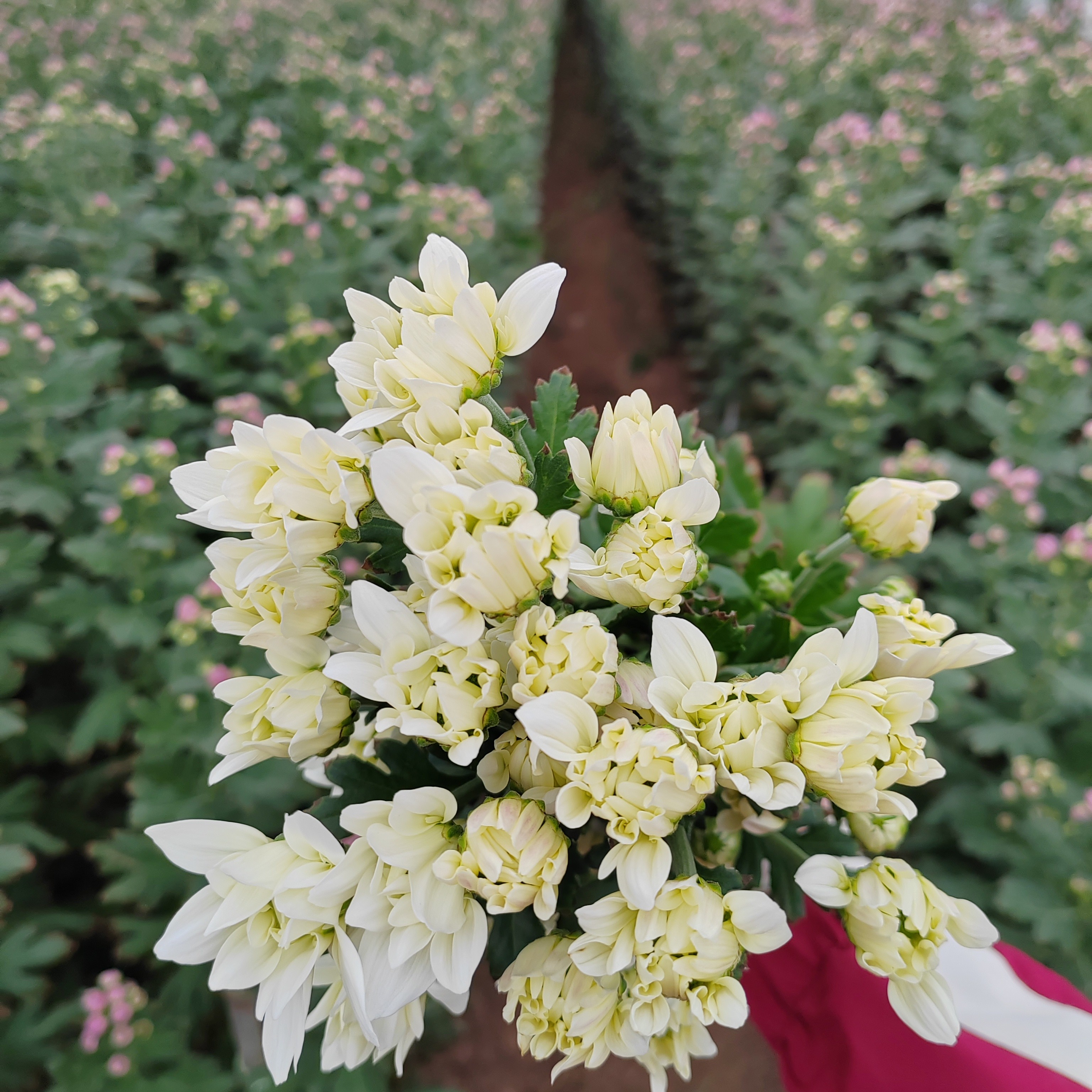 小菊花随机20+10支损耗（共30支3个颜色)，不售后，发顺丰包邮