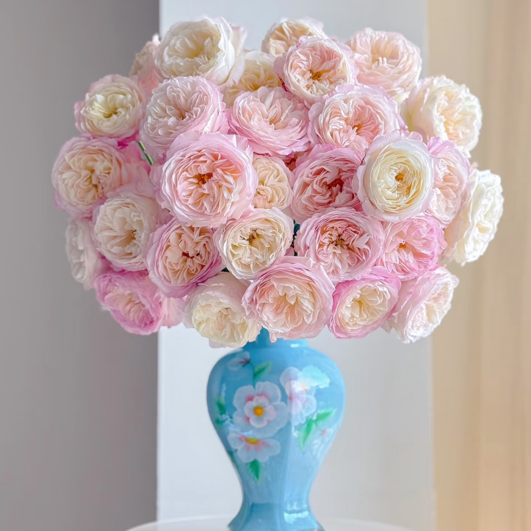 A级凯拉玫瑰（任意两单包邮，一单需要补运费）