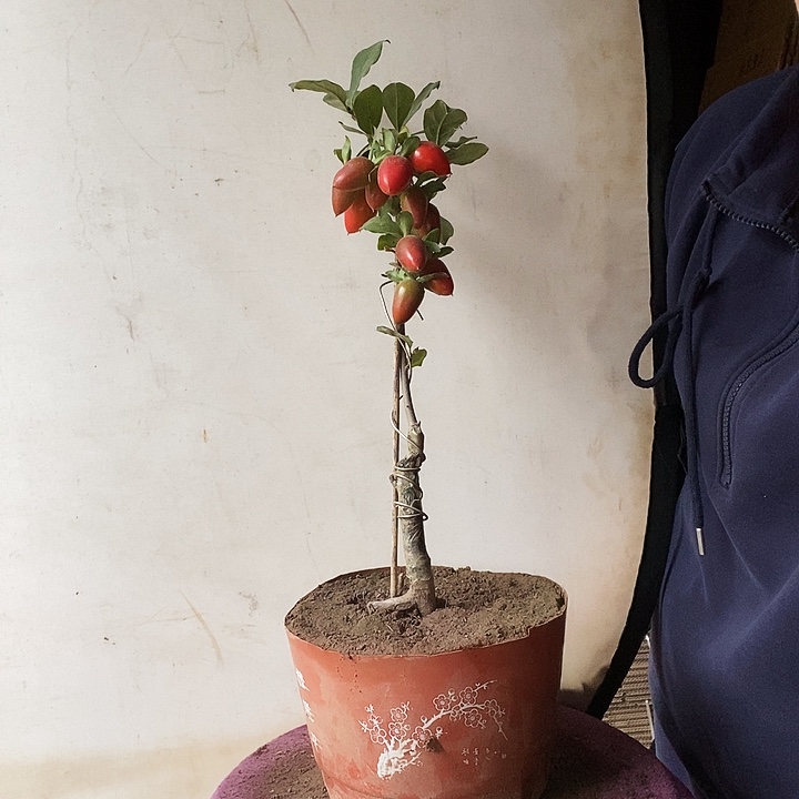 长***园大量花朵（建议范围：8朵-15朵 或40%以上）