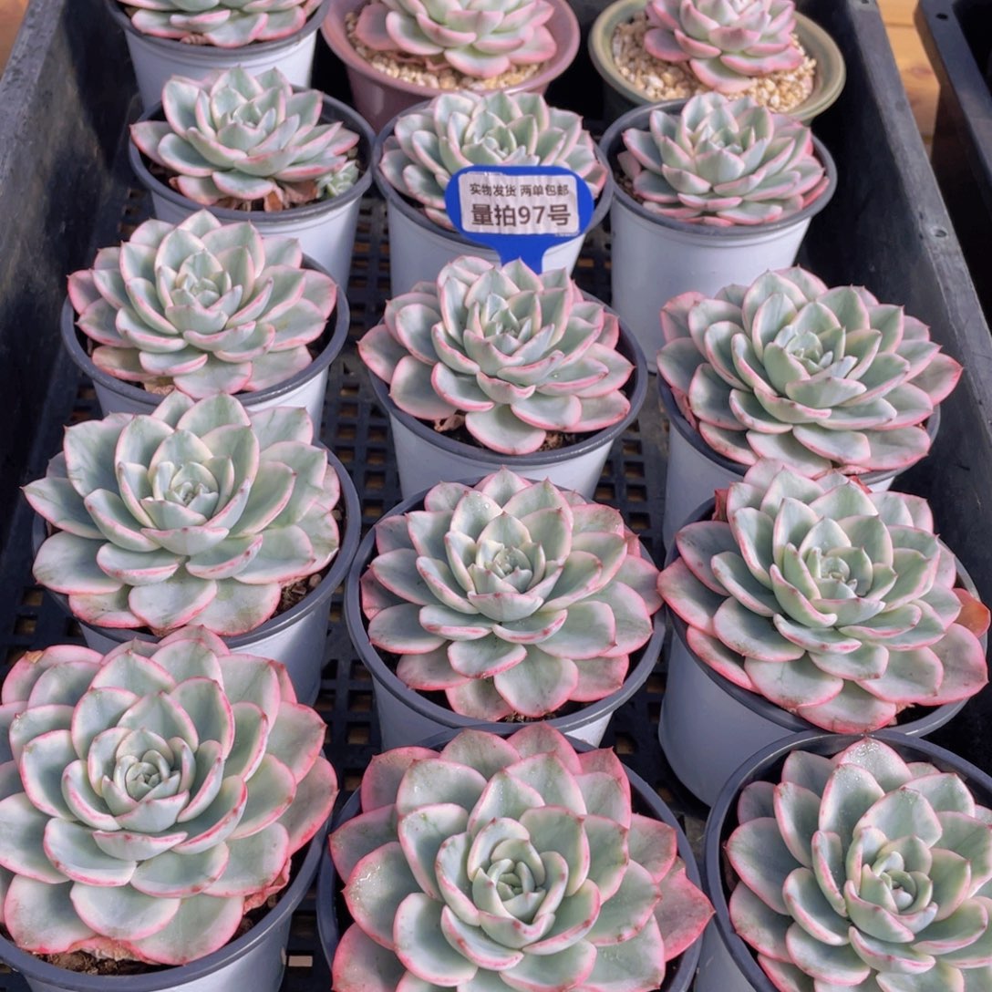 量拍97号 奶油黄桃锦大单头一个