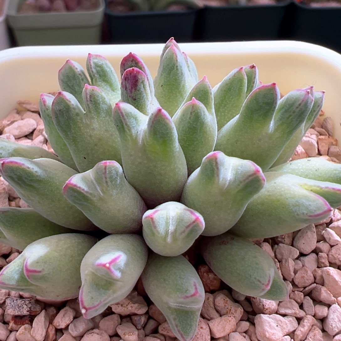 632。园艺优选985猪蹄母本大群。25头