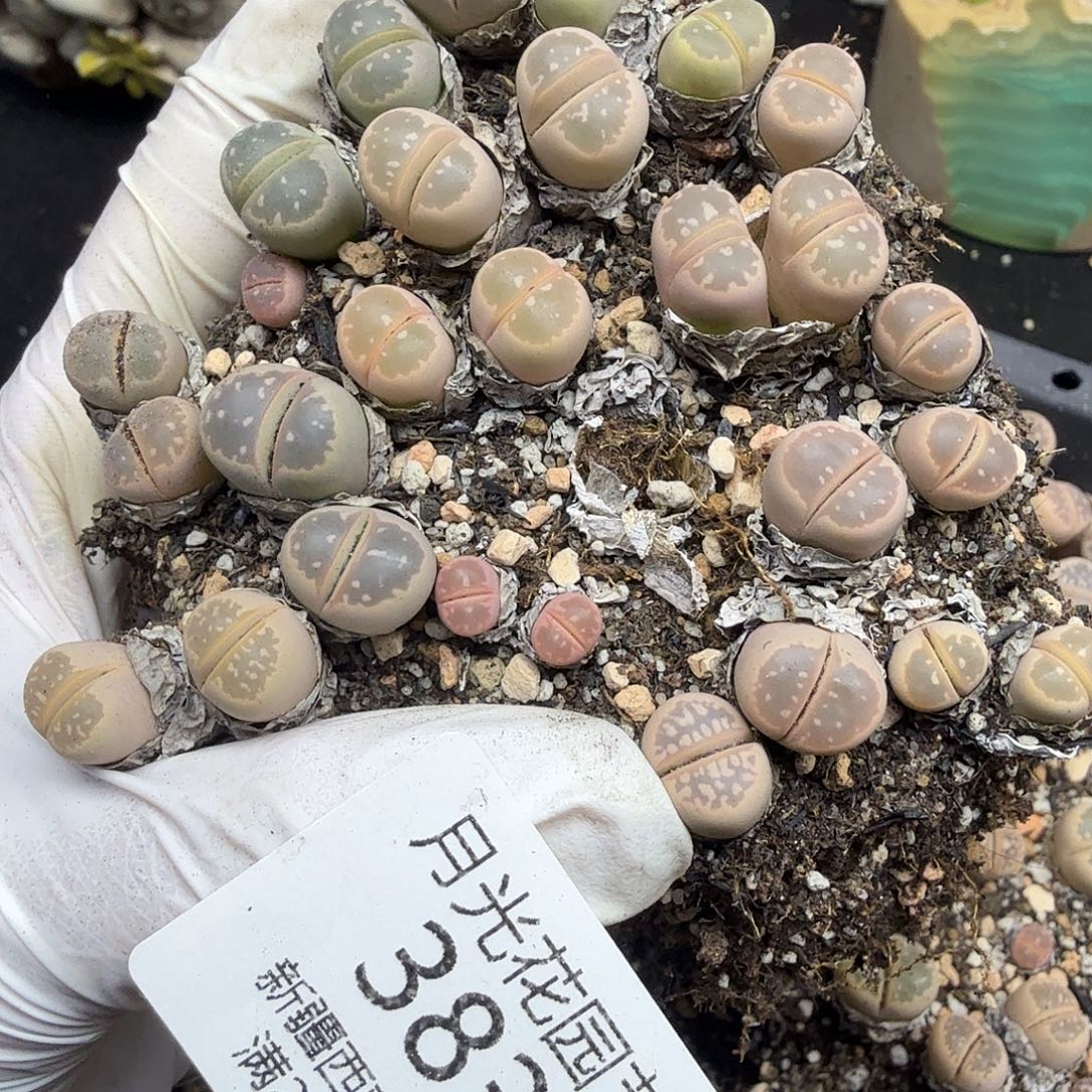 不用我送过去咯的咯哦383