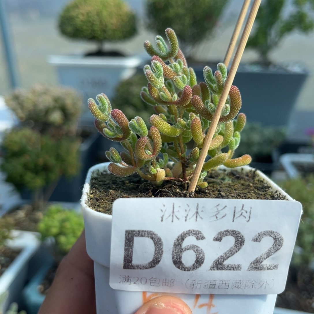 622实生冰晶枝干