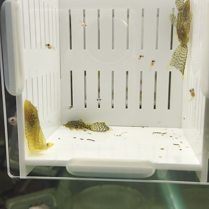 工具鱼4厘米迷彩大帆4个包邮