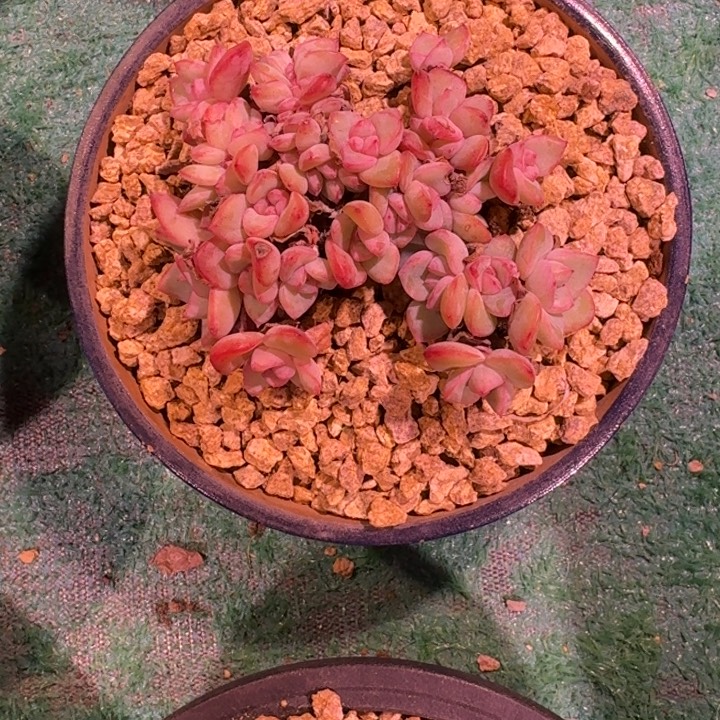 泡芙缀化无砍多肉