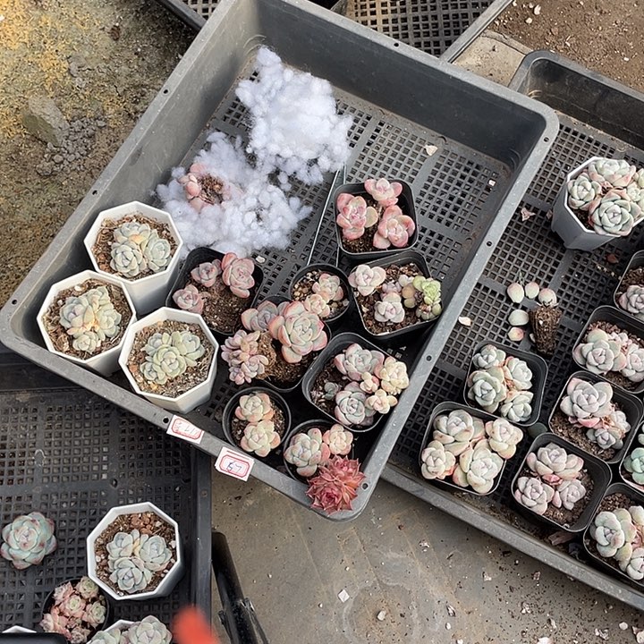 奶油泡芙4棵多肉葡萄