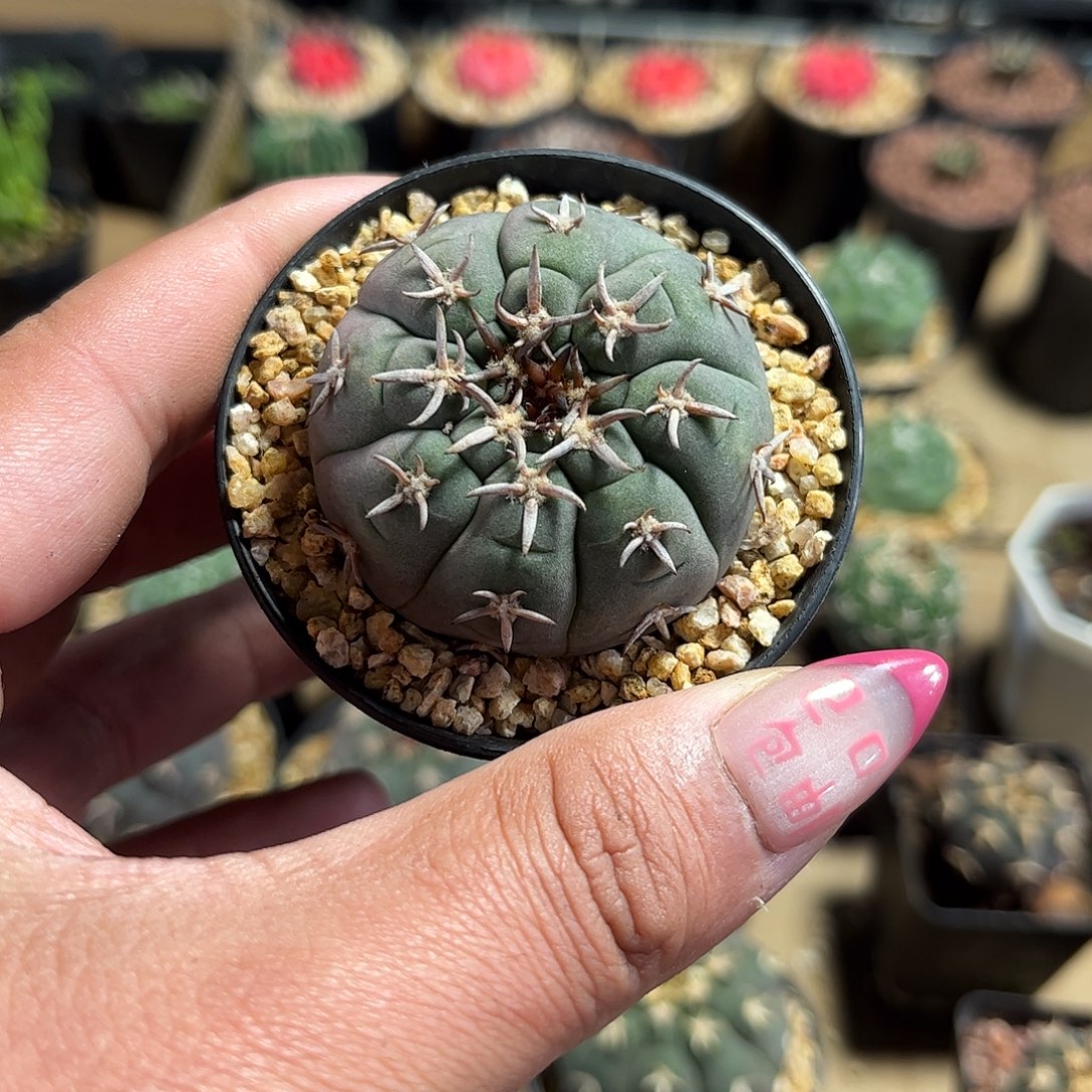 大猫爪单头发货单头发