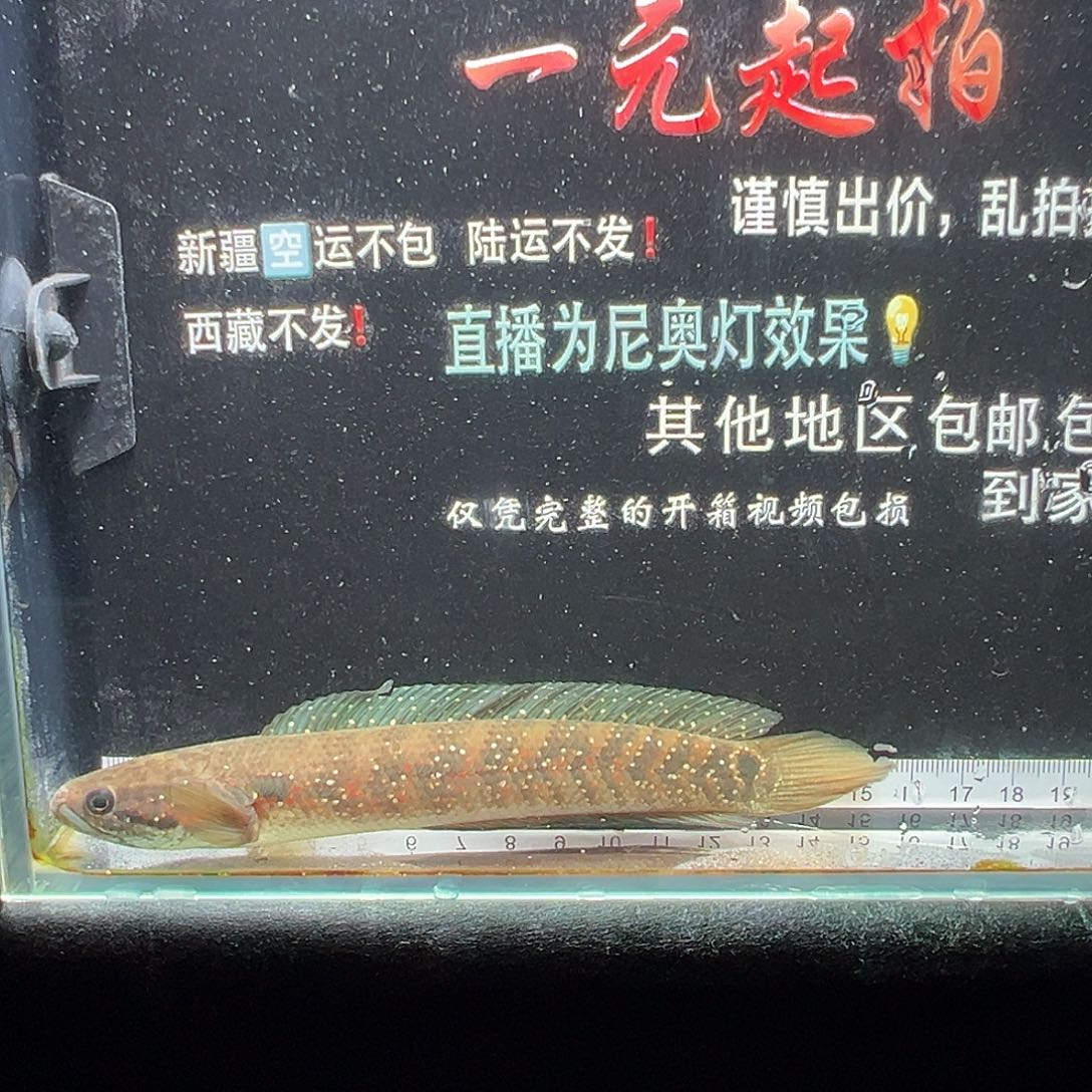 雷龙鱼七星雷龙七星雷龙