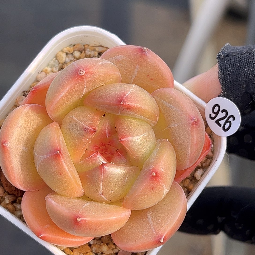 926  新品珍妮多肉18包邮