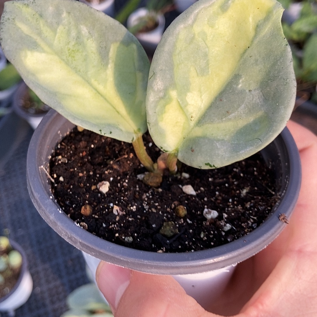 完全开放阿根廷公主球兰26