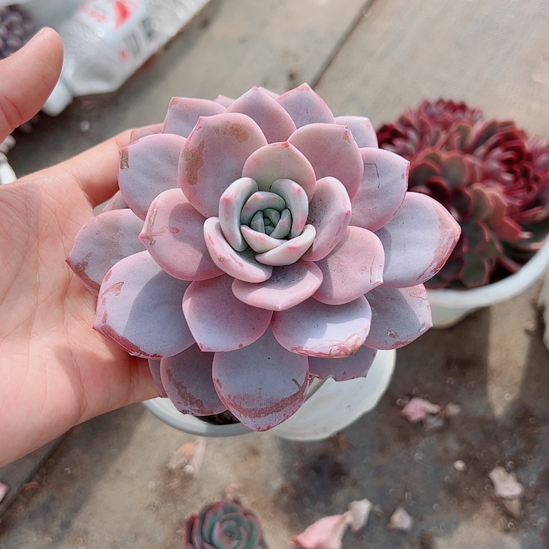 红茶大单头精品特价二盆