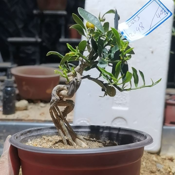 用***3完全开放金豆小橘子绿植