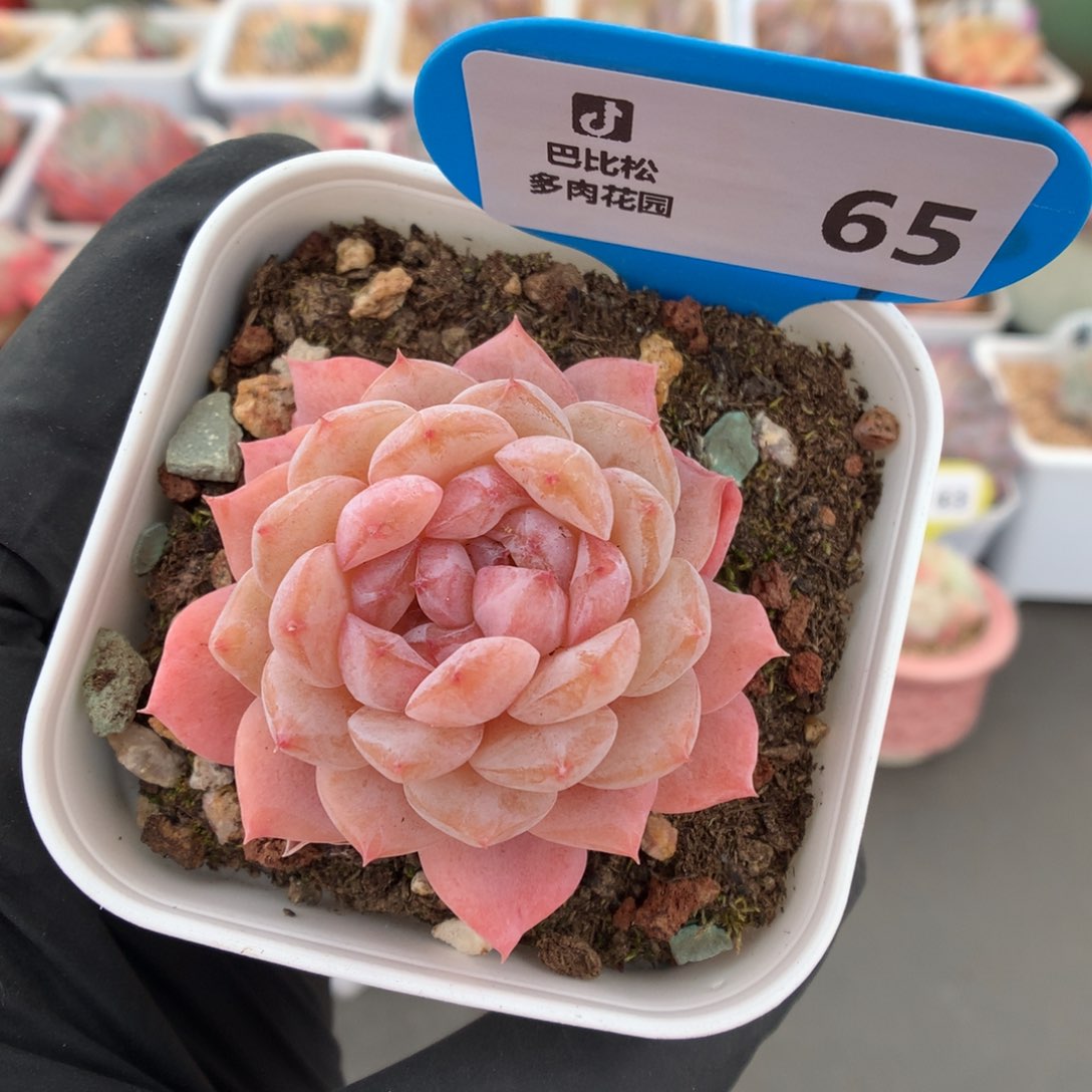 65 双心糖心多肉