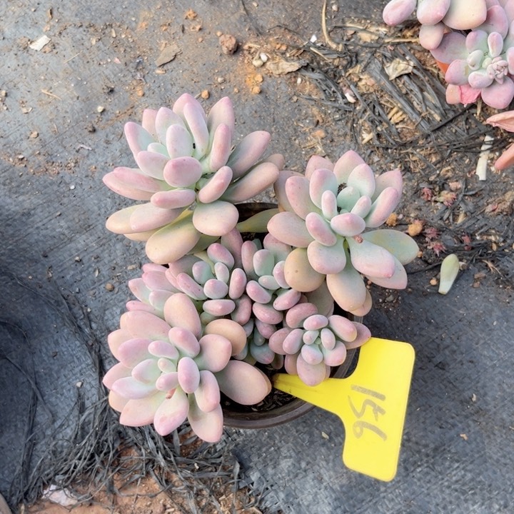 晨语多肉一物一拍156