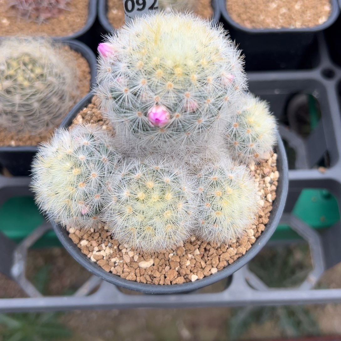 泰系嘉文丸多肉植物带盆土092