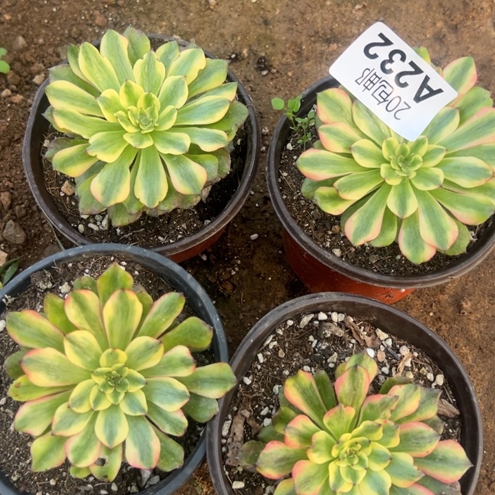 多肉植物232不售后