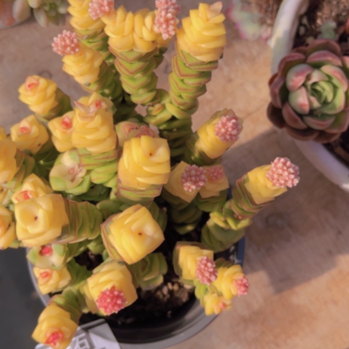 【闪购商品】钱串06225