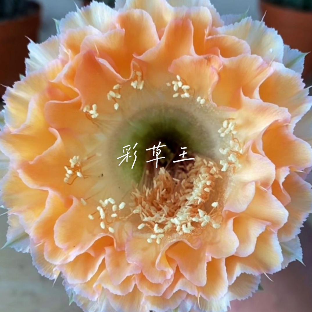 直播间一物一拍摘花发货