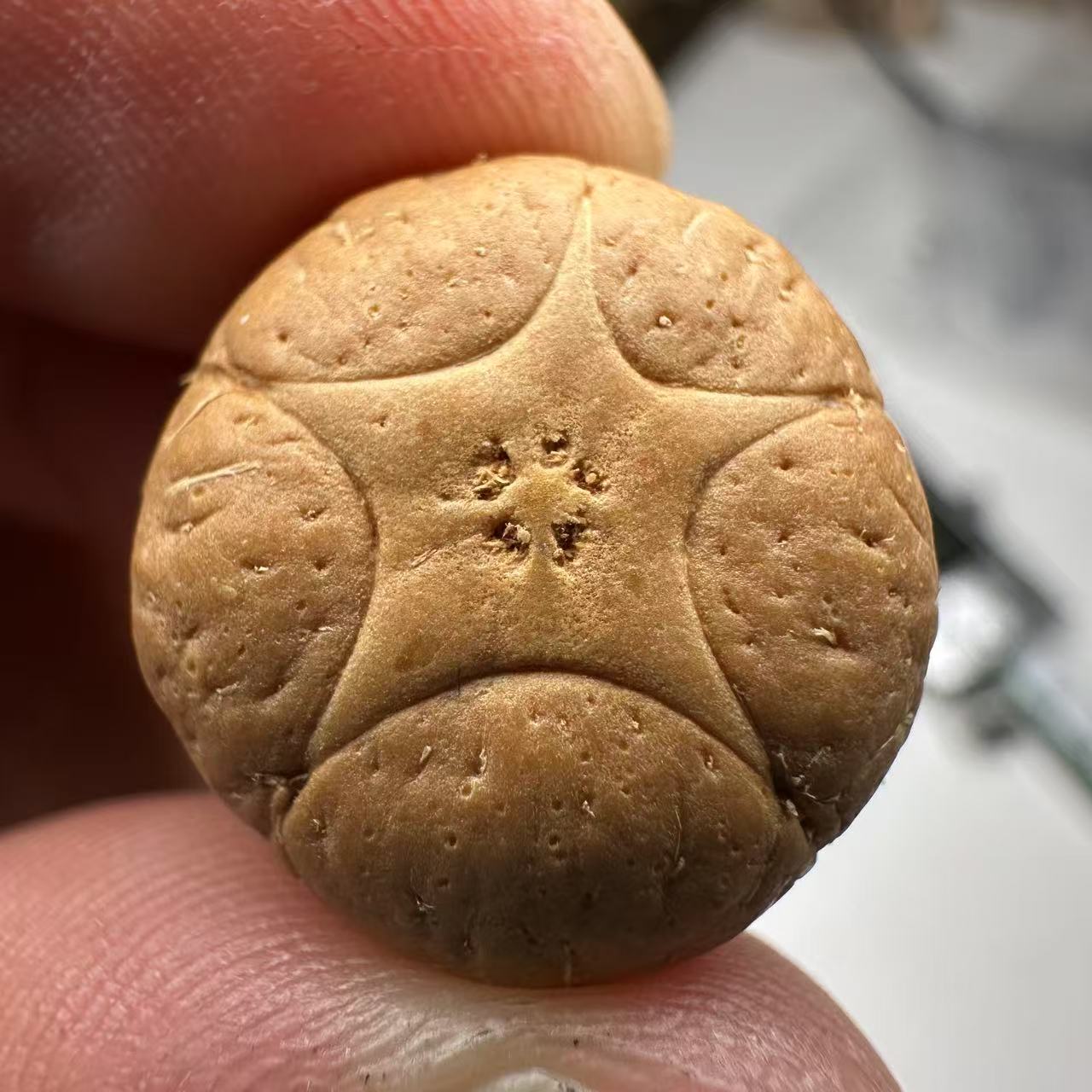 尼泊尔五星菩提，尺寸19，sss系列，货号63