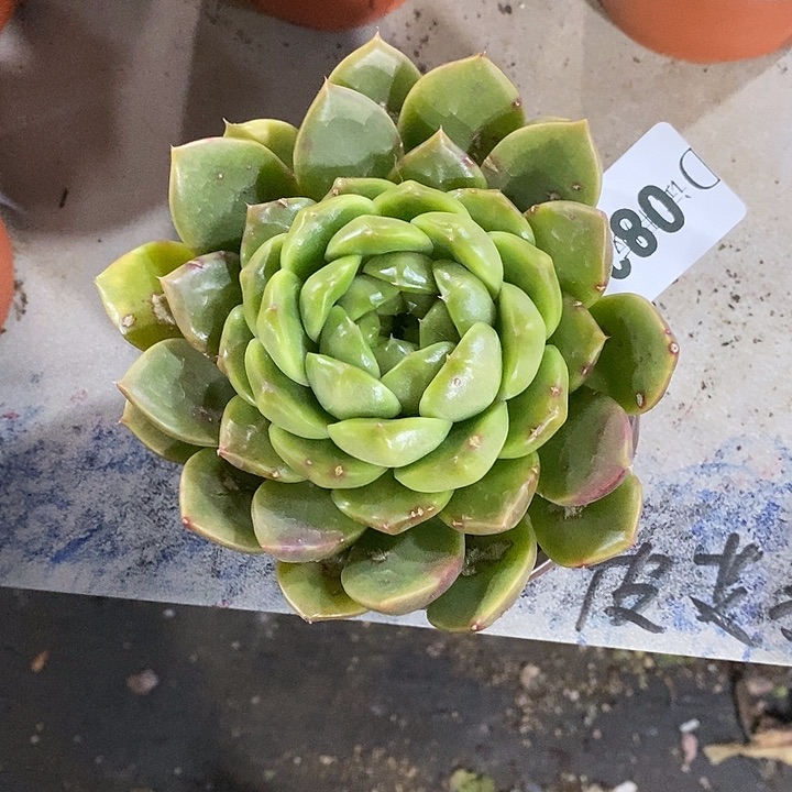 慕***夏083皮埃拉多肉植物