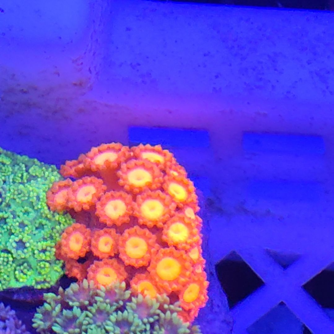 智海珊瑚不包邮不支持退货