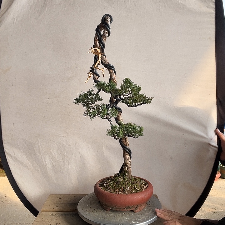 无花朵冀州真柏盆景老桩