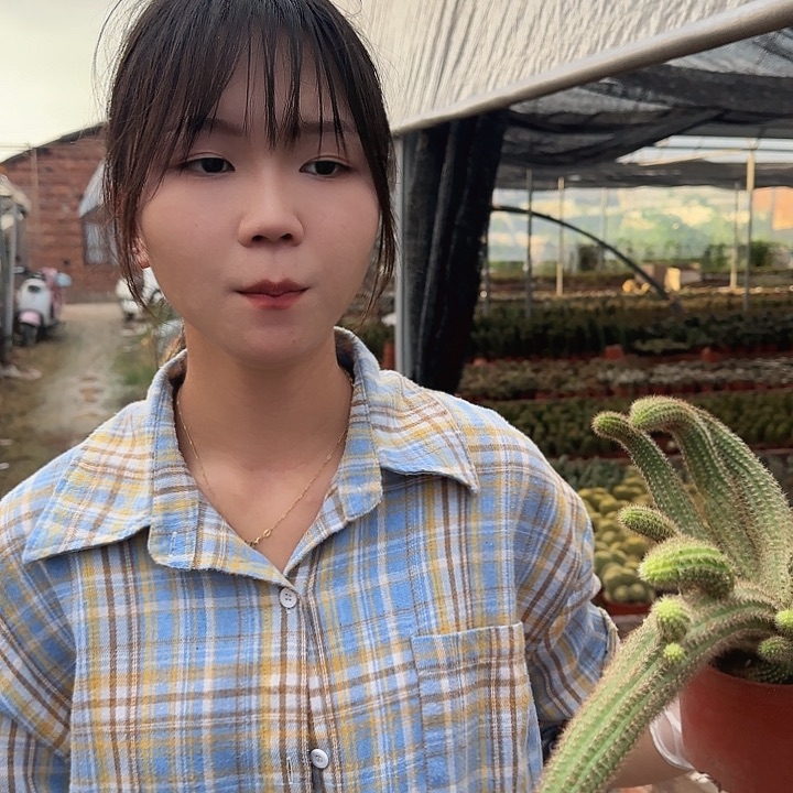 林肯宝石中号（掉头掉崽不售后）