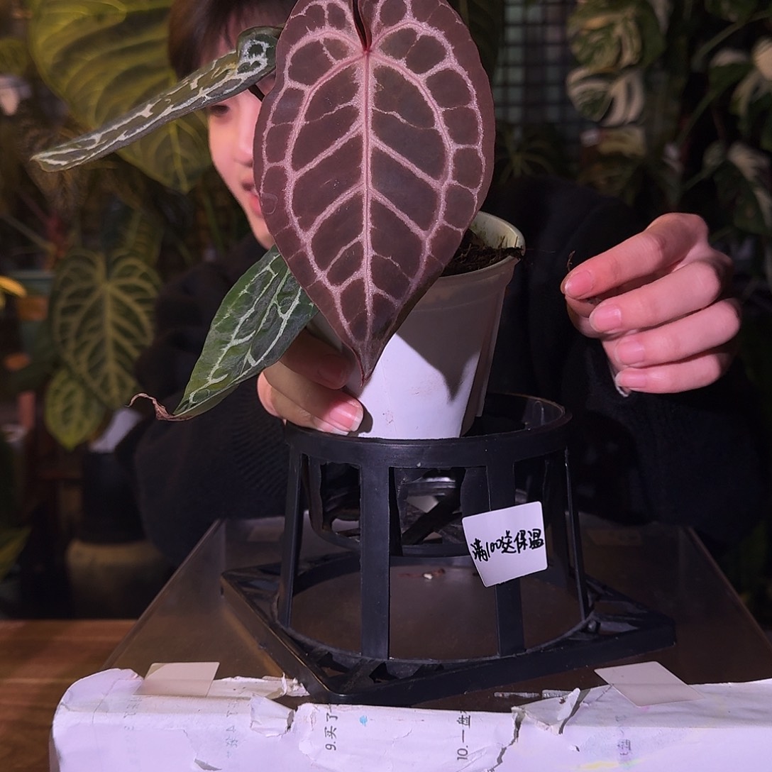 不开花植物C116红钻石杂skg银红