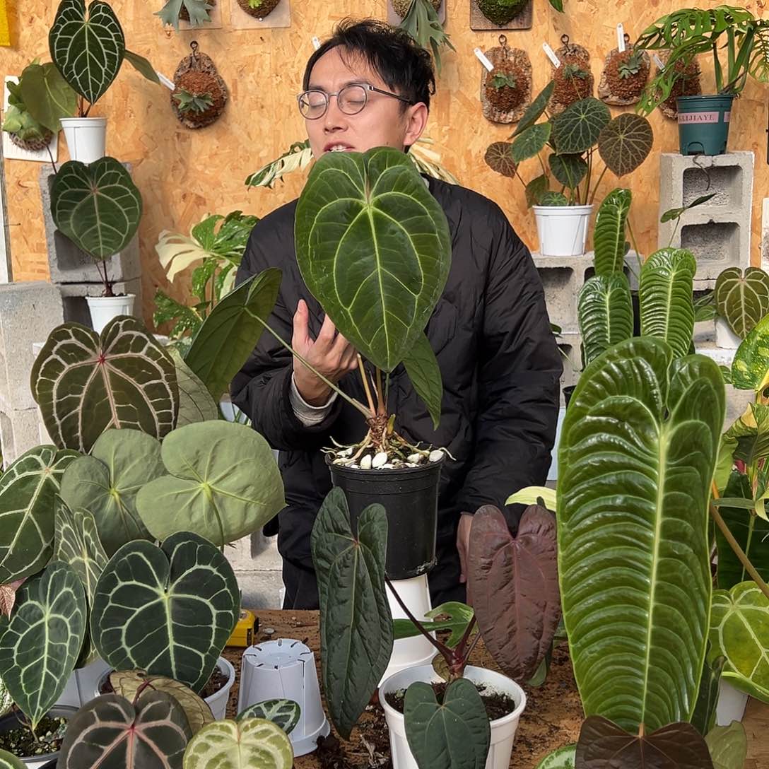 完全开放花烛老桩