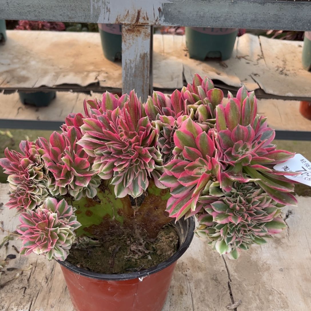 763粉女巫缀化多肉植物