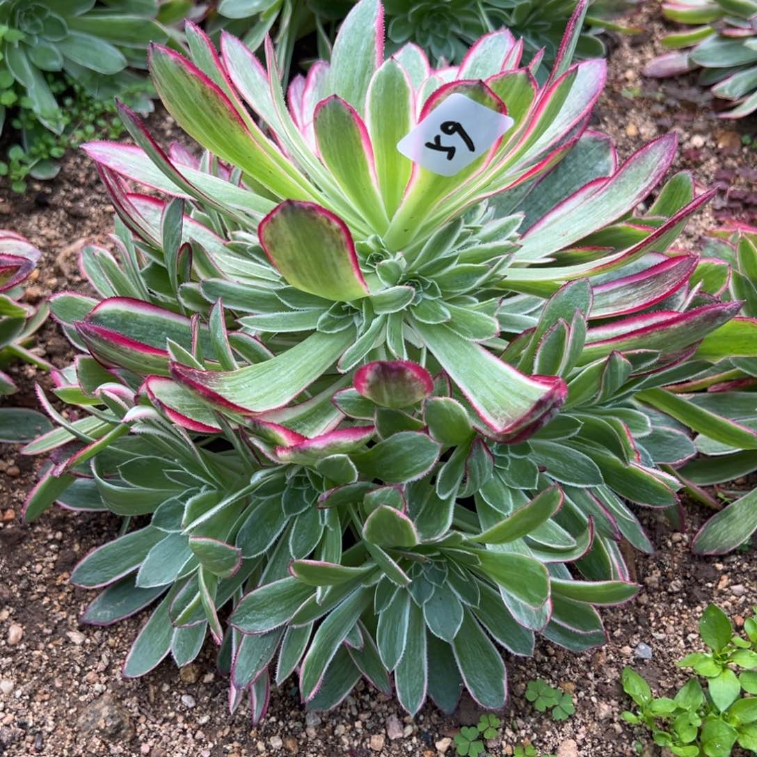 59孔雀翎多肉植物姿