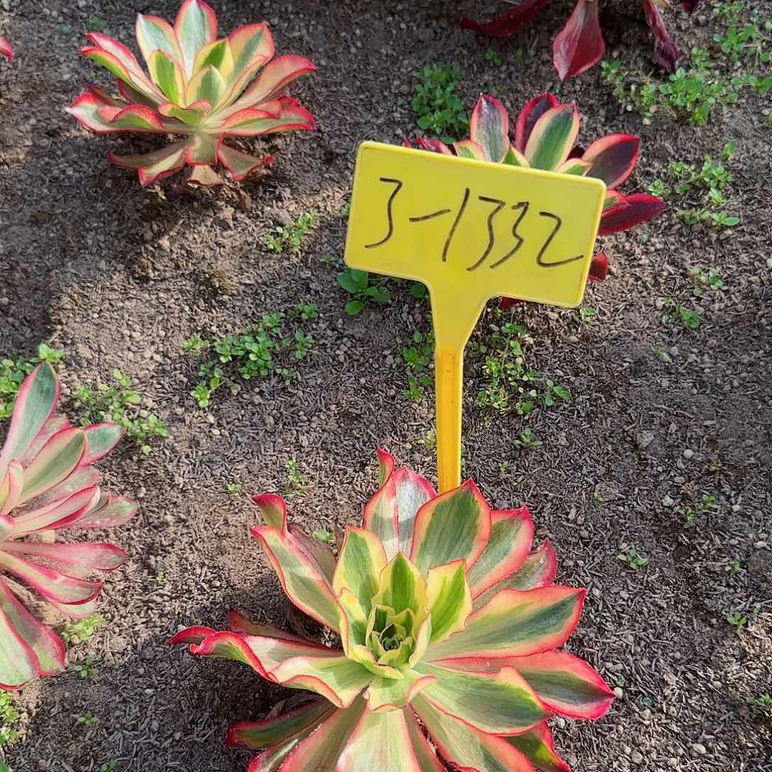 3-1332+--魅影量拍的